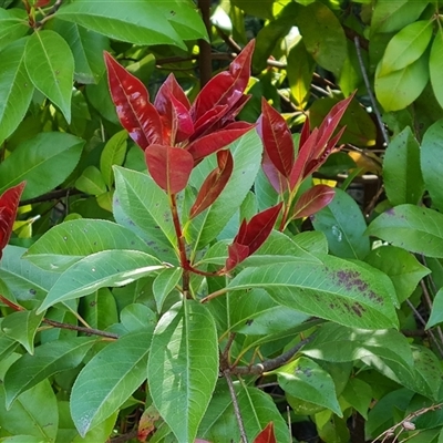 Photinia robusta (Red Leaf Photinia) at Isaacs, ACT - 9 Oct 2024 by Mike