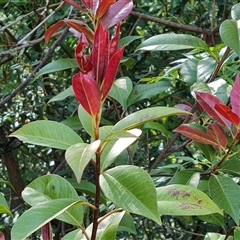 Photinia robusta at Isaacs, ACT - 9 Oct 2024 09:45 AM