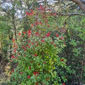 Photinia robusta at Isaacs, ACT - 9 Oct 2024 09:45 AM