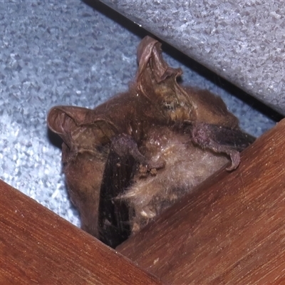 Unidentified Microbat at Paddys River, ACT - 28 Sep 2024 by JohnBundock