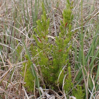 Erica lusitanica (Spanish Heath ) at Cook, ACT - 8 Oct 2024 by CathB