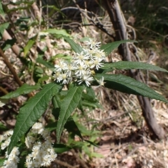 Olearia lirata (Snowy Daisybush) at Cook, ACT - 7 Oct 2024 by CathB