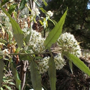 Olearia lirata at Cook, ACT - 7 Oct 2024 10:26 AM