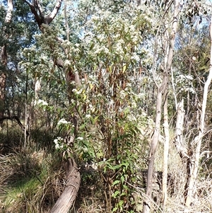 Olearia lirata at Cook, ACT - 7 Oct 2024 10:26 AM