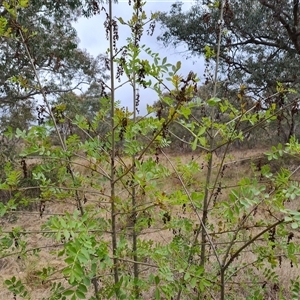 Fraxinus angustifolia at Isaacs, ACT - 8 Oct 2024 05:17 PM