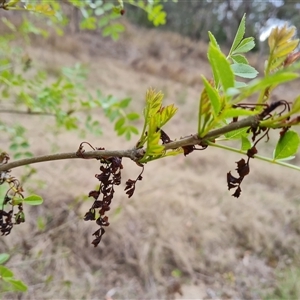 Fraxinus angustifolia at Isaacs, ACT - 8 Oct 2024 05:17 PM