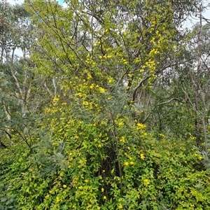 Jasminum mesnyi at Isaacs, ACT - 8 Oct 2024