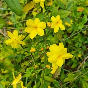 Jasminum mesnyi at Isaacs, ACT - 8 Oct 2024