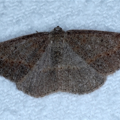 Taxeotis perlinearia (Spring Taxeotis) at Bulli, NSW - 3 Oct 2024 by jb2602