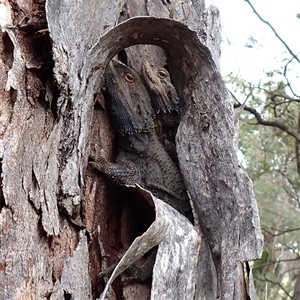 Pogona barbata at Cook, ACT - 1 Oct 2024