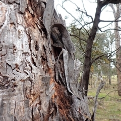 Pogona barbata at Cook, ACT - suppressed