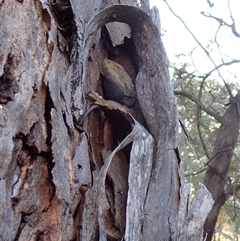 Pogona barbata at Cook, ACT - 1 Oct 2024