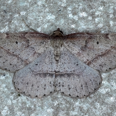 Zeuctophlebia squalidata (Forest Heath Moth) at Bulli, NSW - 4 Oct 2024 by jb2602