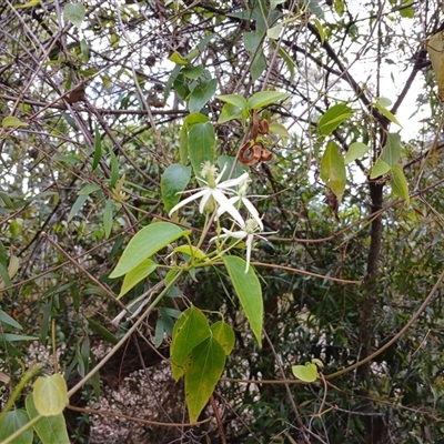 Clematis glycinoides at Bundanoon, NSW - 4 Oct 2024 by mahargiani