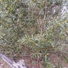 Acacia sp. at Bundanoon, NSW - 4 Oct 2024 by mahargiani