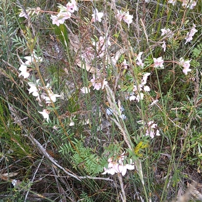 Boronia microphylla at Bundanoon, NSW - 4 Oct 2024 by mahargiani