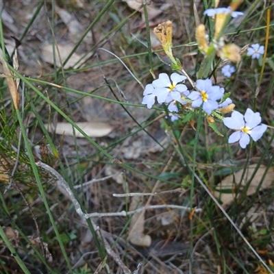 Dampiera stricta (Blue Dampiera) at Bundanoon, NSW - 4 Oct 2024 by mahargiani