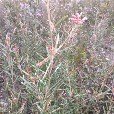 Unidentified Other Shrub at Bundanoon, NSW - 4 Oct 2024 by mahargiani