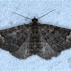 Epyaxa sodaliata (Sodaliata Moth, Clover Moth) at Bulli, NSW - 4 Oct 2024 by jb2602