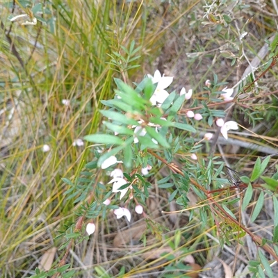 Boronia microphylla at Bundanoon, NSW - 4 Oct 2024 by mahargiani