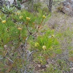 Isopogon anethifolius at Bundanoon, NSW - 4 Oct 2024 by mahargiani