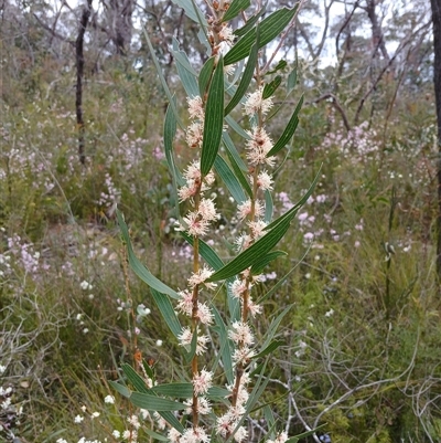 Hakea salicifolia at Bundanoon, NSW - 4 Oct 2024 by mahargiani