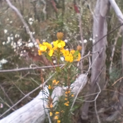 Dillwynia floribunda at Bundanoon, NSW - 4 Oct 2024 by mahargiani