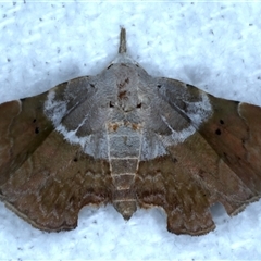 Esthlodora versicolor (A Noctuid moth (Hypeninae)) at Bulli, NSW - 4 Oct 2024 by jb2602