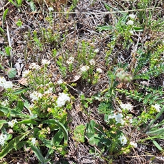 Asperula conferta (Common Woodruff) at Throsby, ACT - 8 Oct 2024 by abread111