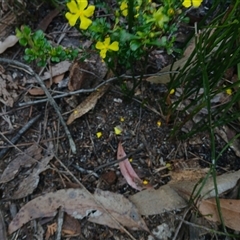 Hibbertia sp. at Bundanoon, NSW - 4 Oct 2024 by mahargiani