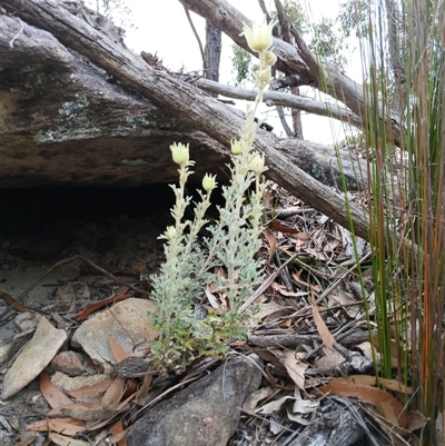 Actinotus helianthi (Flannel Flower) at Bundanoon, NSW - 4 Oct 2024 by mahargiani