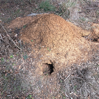 Nasutitermes exitiosus (Snouted termite, Gluegun termite) at Throsby, ACT - 8 Oct 2024 by abread111