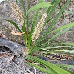 Lomandra longifolia (Spiny-headed Mat-rush, Honey Reed) at Bundanoon, NSW - 4 Oct 2024 by mahargiani