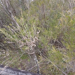 Leptospermum sp. (Tea Tree) at Bundanoon, NSW - 4 Oct 2024 by mahargiani