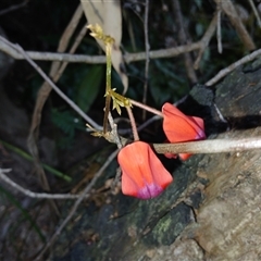 Kennedia rubicunda (Dusky Coral Pea) at Bundanoon, NSW - 4 Oct 2024 by mahargiani