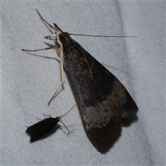 Uresiphita ornithopteralis (Tree Lucerne Moth) at Freshwater Creek, VIC - 15 Feb 2021 by WendyEM