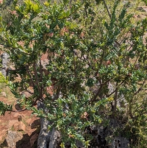 Grevillea iaspicula at Wee Jasper, NSW - suppressed