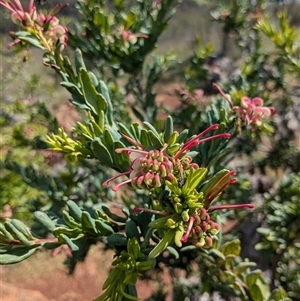 Grevillea iaspicula at Wee Jasper, NSW - suppressed