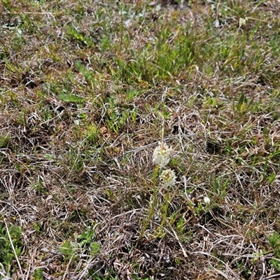 Stackhousia monogyna (Creamy Candles) at Macgregor, ACT - 30 Sep 2024 by Jiggy