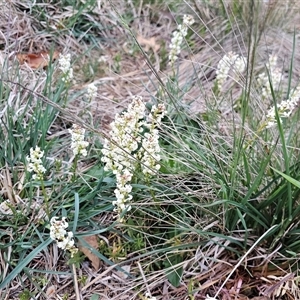 Stackhousia monogyna at Barton, ACT - 8 Oct 2024