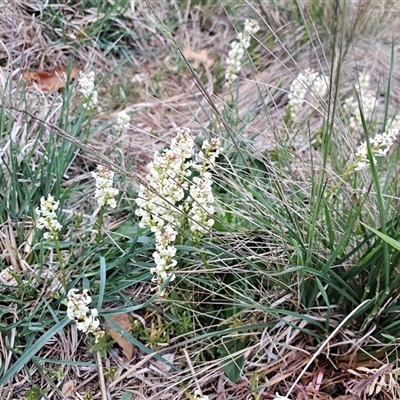 Stackhousia monogyna (Creamy Candles) at Barton, ACT - 8 Oct 2024 by Jiggy