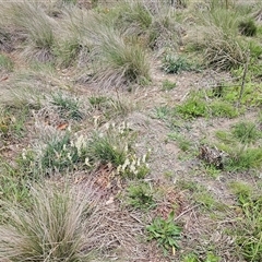 Stackhousia monogyna at Barton, ACT - 8 Oct 2024