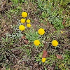 Craspedia variabilis (Common Billy Buttons) at Barton, ACT - 8 Oct 2024 by Jiggy