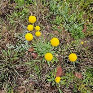 Craspedia variabilis at Barton, ACT - 8 Oct 2024