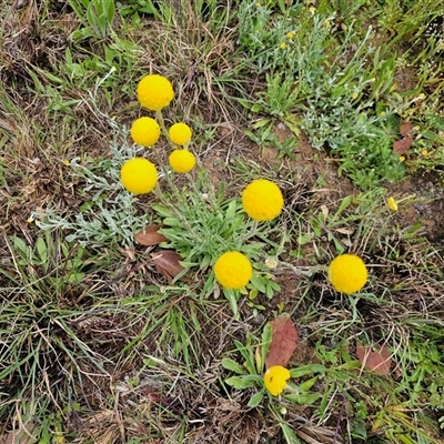 Craspedia variabilis (Common Billy Buttons) at Barton, ACT - 7 Oct 2024 by Jiggy