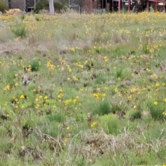 Bulbine bulbosa (Golden Lily, Bulbine Lily) at Barton, ACT - 8 Oct 2024 by Jiggy