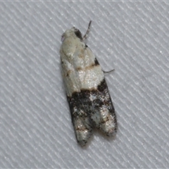 Tracholena sulfurosa (A tortrix moth) at Freshwater Creek, VIC - 15 Feb 2021 by WendyEM