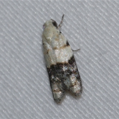 Tracholena sulfurosa (A tortrix moth) at Freshwater Creek, VIC - 15 Feb 2021 by WendyEM