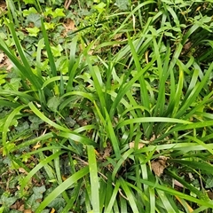 Iris pseudacorus (Yellow Flag) at Barton, ACT - 7 Oct 2024 by Jiggy