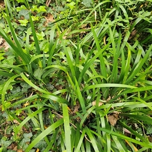 Iris pseudacorus at Barton, ACT - 8 Oct 2024 10:12 AM